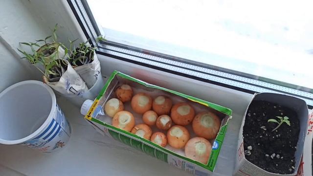 Деревенский ВЛОГ? экономное меню? Скумбрия под шубкой?