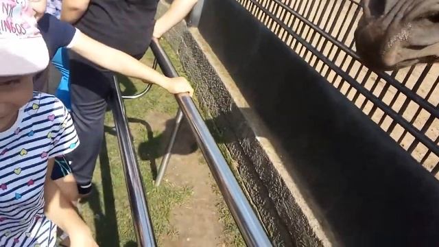 как правильно кормить лошадь смотреть онлайн