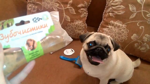 Покупки из зоомагазина, уход за мопсом смотреть онлайн