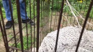 Ловили сетью дикого щенка! Ужасная травма глаза, оторван хвостик… Гуманный отлов.