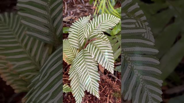 Plant of the day: Selaginella Picta