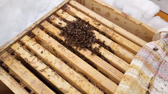 Как подкормить пчёл зимой смотреть онлайн