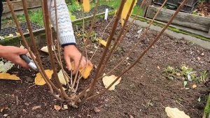 ОБРЕЗКА метельчатой гортензии Summer Snow -САММА СНОУ-2022 год