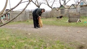 Дрессировка собак. ЗКС. Выборка чужой вещи. "Школа Гайдука"