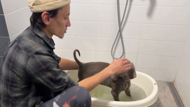 МОЕМ ЩЕНЯТ! Подробно о гигиене и как правильно приучить к купанию! смотреть онлайн