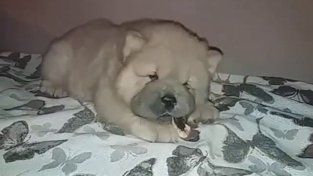 Чау чау цимтовый мальчик р.08.05.2019г. (HEVEN LINK MICHEL - PRIM S KRASNOY GORKI YUNONA)) смотреть онлайн