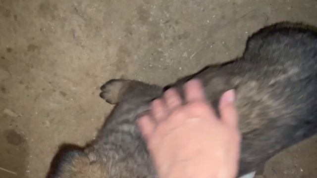 УРА ПОДАЛА НА ГРАЖДАНСТВО// ВСТРЕЧА С КАНДАСАМИ С РФ// ПЕРЕЕЗД В КАЗАХСТАН смотреть онлайн