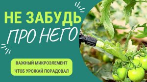 Микроэлемент, про который многие забывают. В результате теряют урожай. Как избежать?