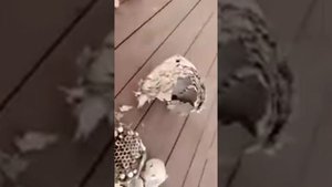 нашли огромное гнездо ос на даче...оса в яйце...