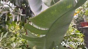 Теплица для цитрусов и экзотов . Обзор  в октябре .