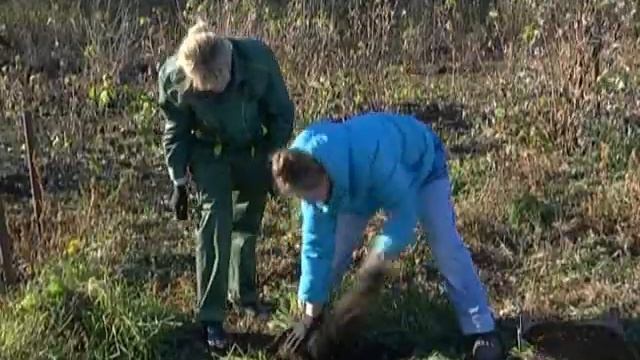Рубрика "ЗаДачник": пересаживаем в зиму лук-шнит смотреть онлайн