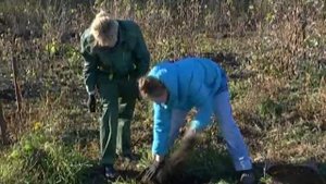 Рубрика "ЗаДачник": пересаживаем в зиму лук-шнит