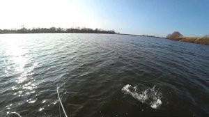 Ловля щуки на  озере. Часть первая: Щуки звереют от угря.