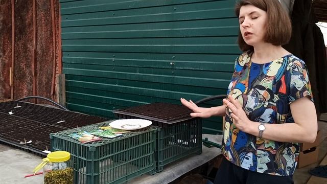 Выращивайте сельдерей именно так! И увидите все его достоинства!! смотреть онлайн