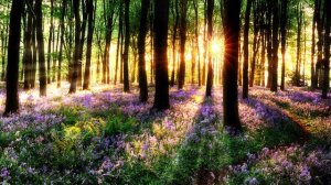 Красивый восход солнца в лесу. Скринсейвер - Лесные цветы и солнечные лучи.