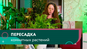 Пересадка комнатных растений