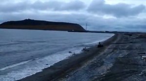 На Чукотке белого медведя отогнали от школы в селе Рыркайпий