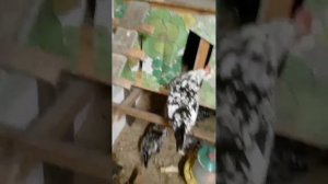 Куры Леггорн Далматинец. Где яйцо?