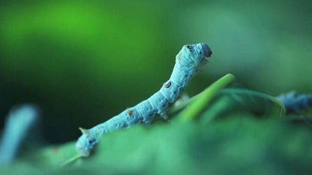 Гусеницы - маленькие монстры. Caterpillars are little monsters. смотреть онлайн