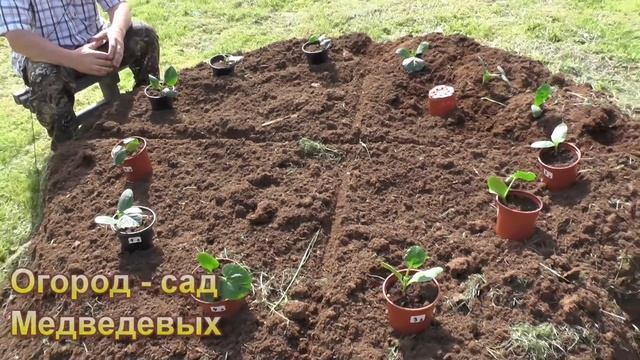 Урожайные кабачки на скошенной траве