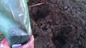 Кизильник блестящий Стокгольм. Посадка 2016