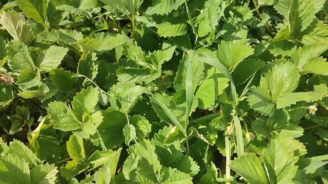 На Классной даче в Костанае. смотреть онлайн