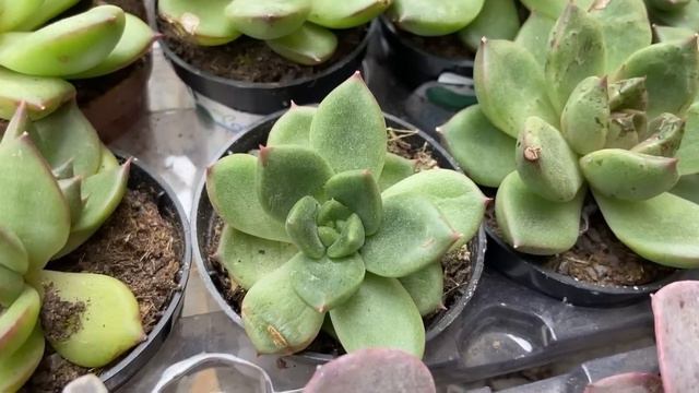 NOVIDADES e PROMOÇÕES da SEMANA - Suculentas e Cactos - 16/11 смотреть онлайн