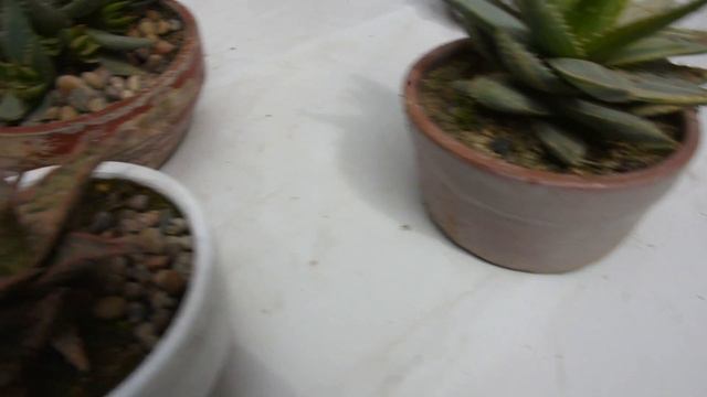 Un combinado de suculentas смотреть онлайн