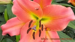 Лилия от-гибрид Он Стейдж (lilium) ? лилия Он Стейдж обзор: как сажать луковицы лилии Он Стейдж