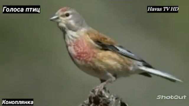 ГОЛОСА ПТИЦ КОНОПЛЯНКА ИЛИ РЕПОЛОВ.26.12.2022. смотреть онлайн