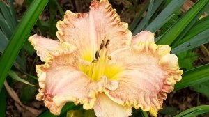 лилейник DARLA ANITA