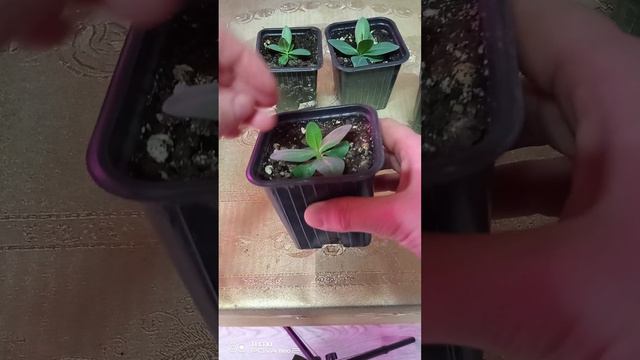 Формирование эустомы смотреть онлайн