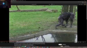ЖЕСТЬ!! ОБЕЗЬЯНА КИНУЛА НАИПЛОТНЕЙШУЮ И ГОВНО!!