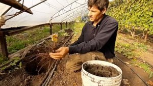 как легко и правильно посадить саженцы винограда осенью или весной