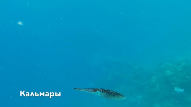 Maldives 2016
