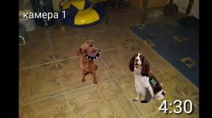 5 ночей у собаки 2  1 ноч