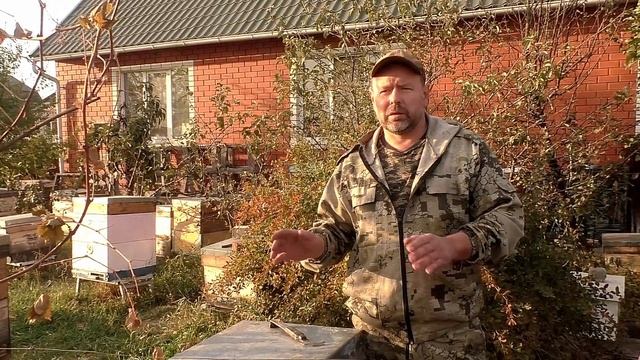 Что такое поздний расплод? Как с ним бороться? пчеловодство