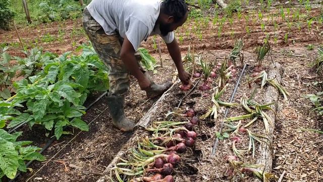 Onion Harvest Time! смотреть онлайн