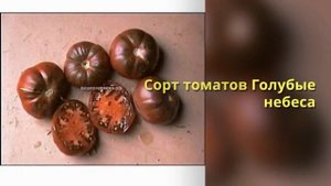 Сорта помидоров для теплиц
