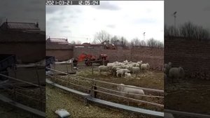 ребёнка чуть не убил баран