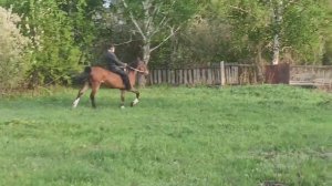 Лошадь Орловской породы