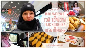 OrenMama VLOG: Моя ВЫПЕЧКА?•Что КУПИЛИ?•ТОЙ ТЕРЬЕРЫ как кошечки?•Варюша с ночёвкой?•Всем поровну