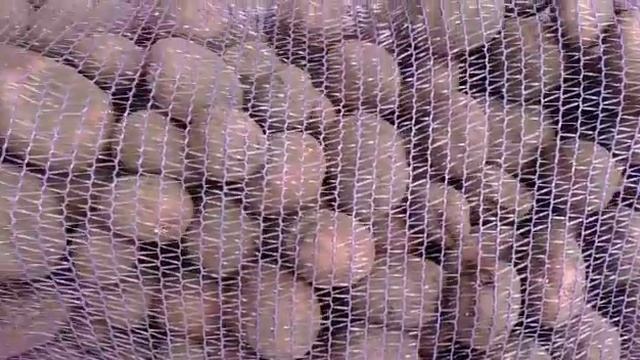 Картофель Ароза