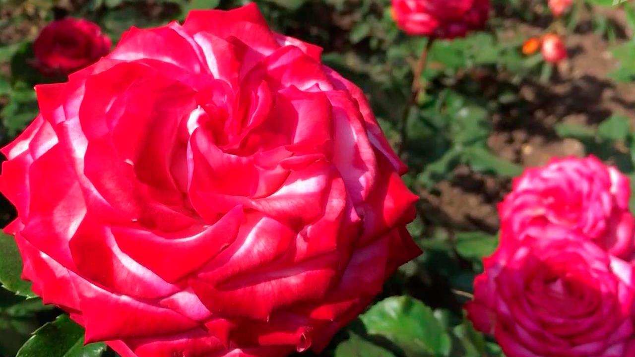 В Ялте круглый год распускаются миллионы роз благодаря селекционеру Зинаиде Клименко и ее семье
