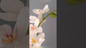 Орхидея Фаленопсис из холодного фарфора.