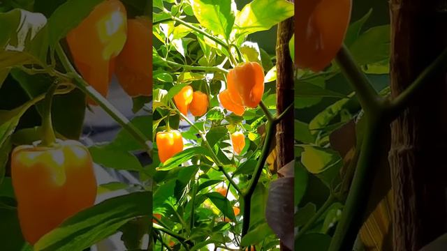 Habaneros enjoying the last bit of light