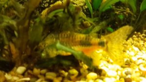 Парчовый Сом. Птеригоплихт. Pterygoplichthys gibbiceps