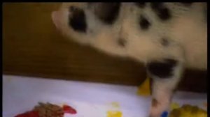 работать как звери