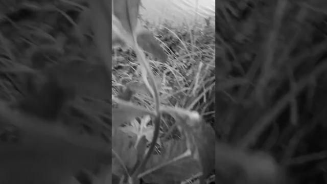 Полный фильм на канале: ЖИВОПИСНАЯ РЕЧКА С О ЗЛЫМИ ОКУНЯМИ ловлю окуня на тейл-спиннер и отводной по смотреть онлайн