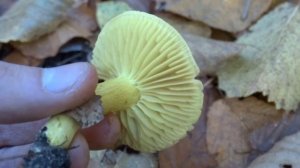 Рядовка серно-жёлтая (Tricholoma sulphureum)